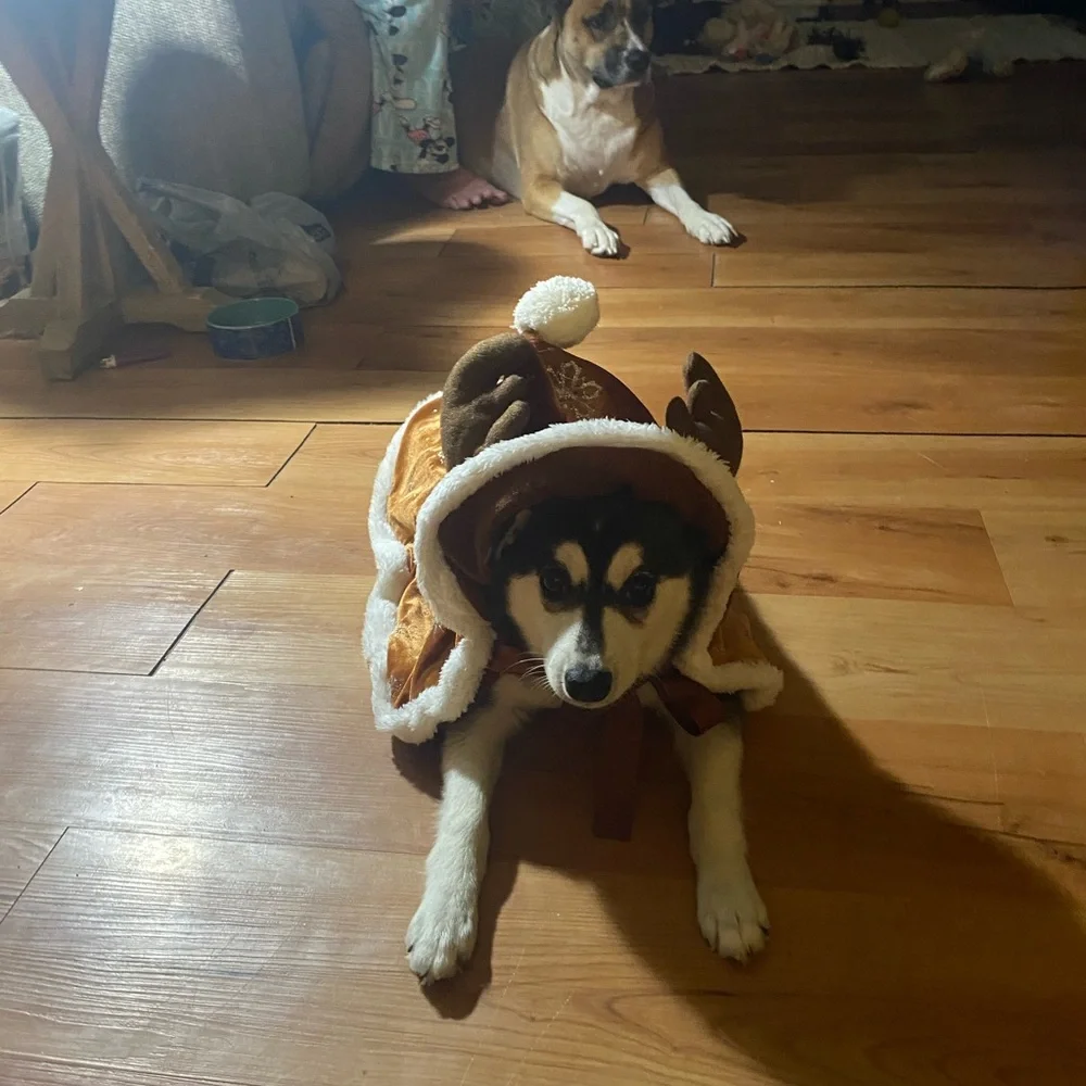 Reindeer capes for dogs and cats